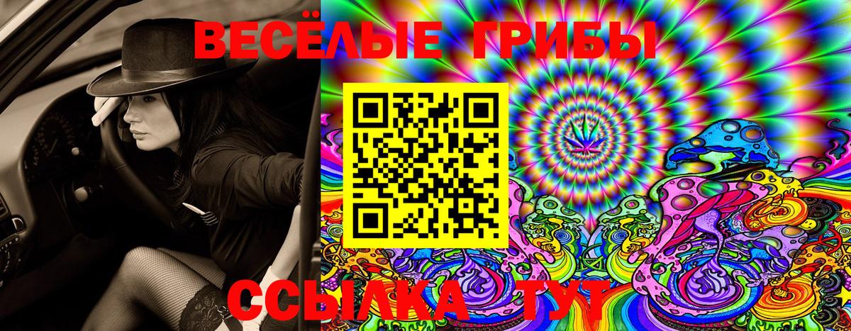 Псилоцибиновые грибы Psilocybe Минусинск